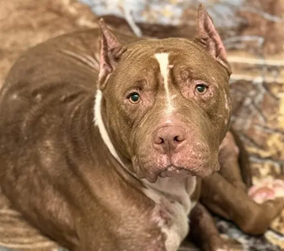 Paddington - American Staffordshire Terrier