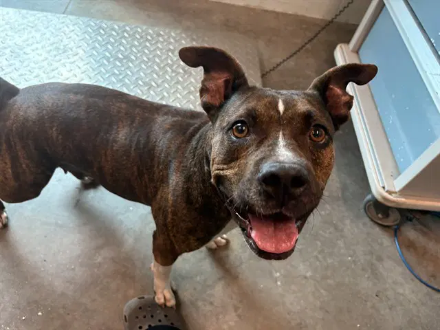 Avery - Staffordshire Bull Terrier