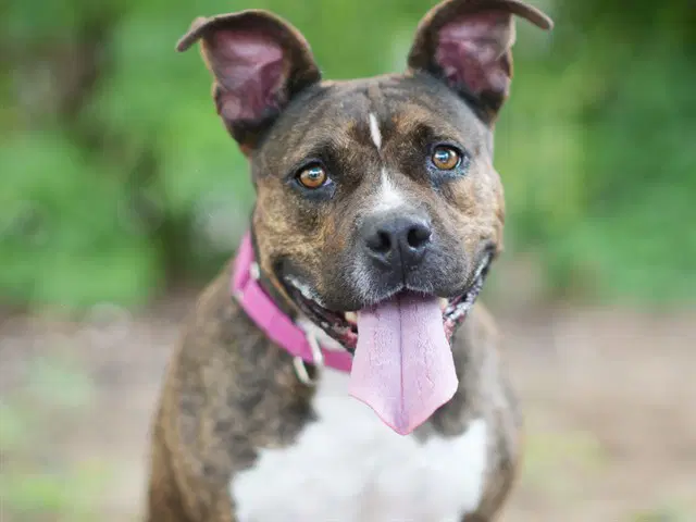 Avery - Staffordshire Bull Terrier