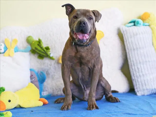 Lenny - Boxer