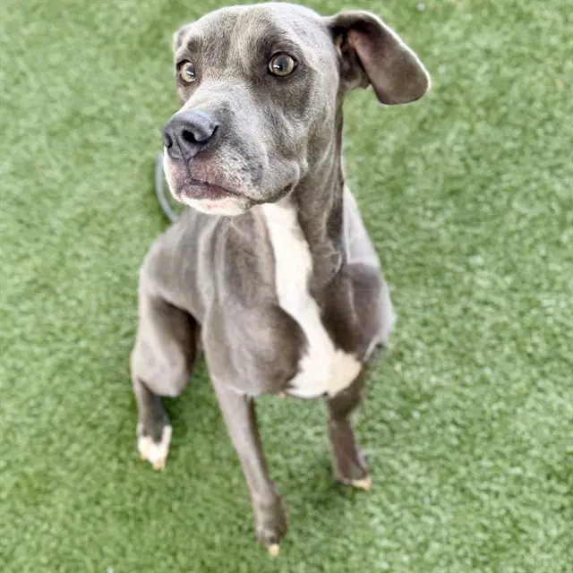 Matilda - Weimaraner