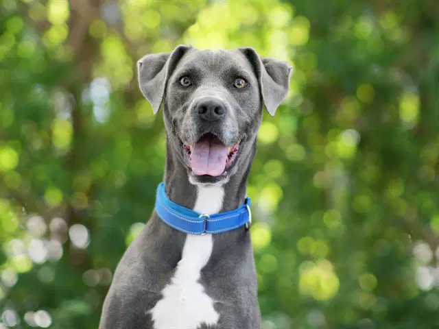 Matilda - Weimaraner