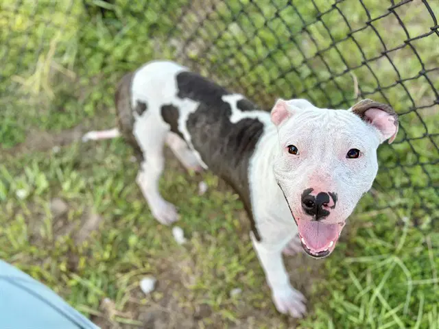 Wilbur - American Bulldog