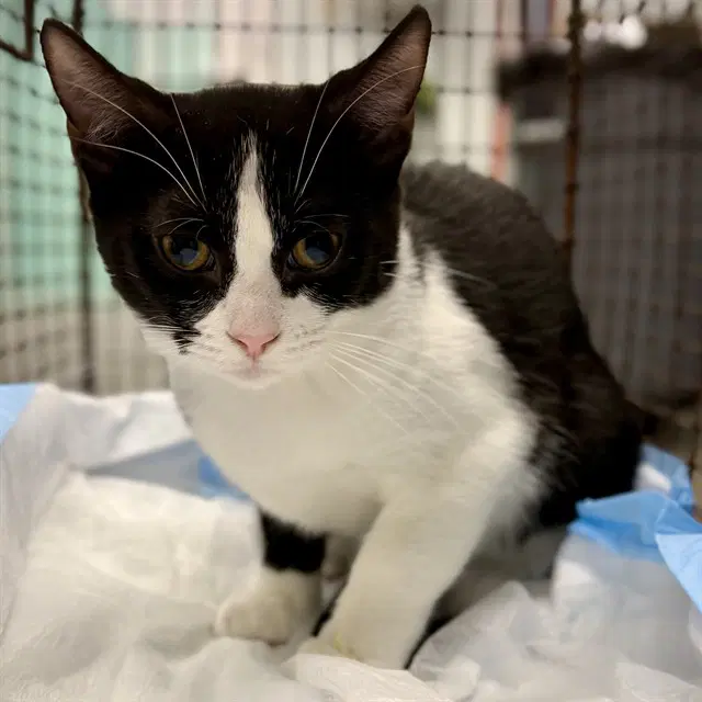 Lisette - Domestic Short Hair