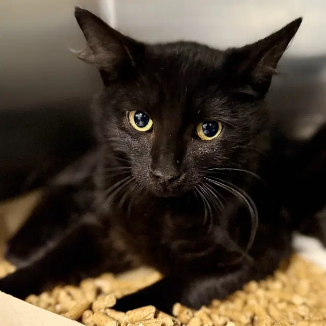 Perrin - Domestic Short Hair
