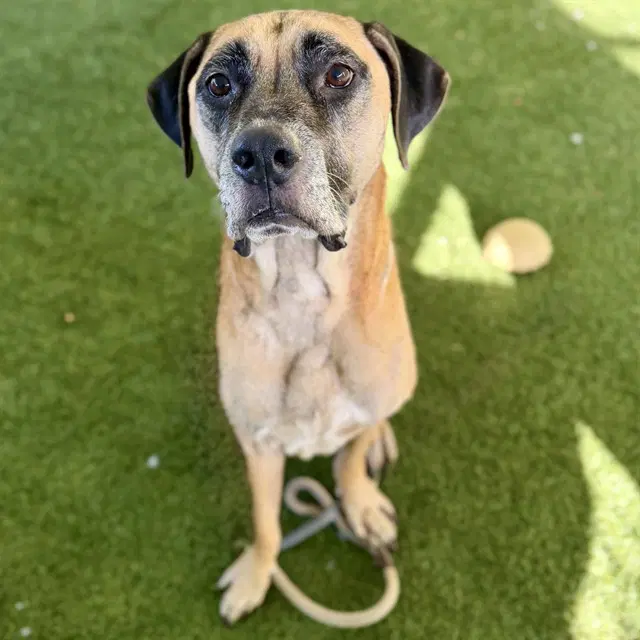 Jack - Black and Tan Coonhound