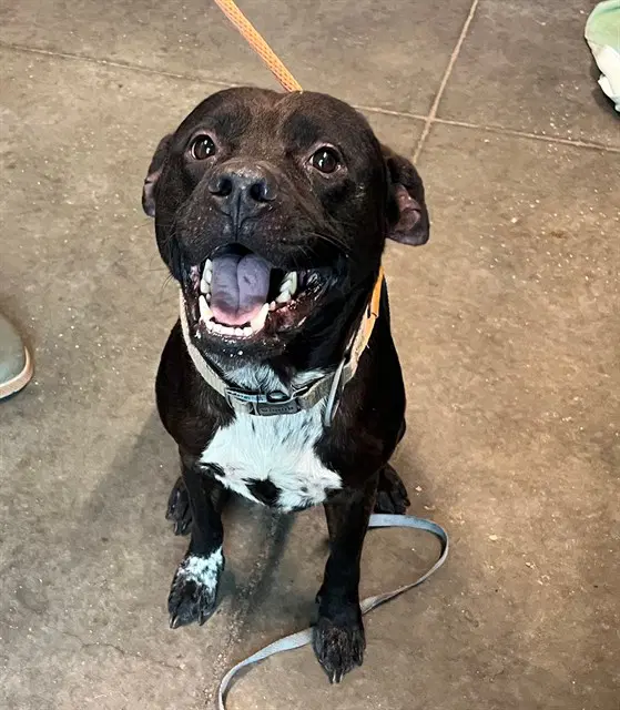 Pete - American Staffordshire Terrier