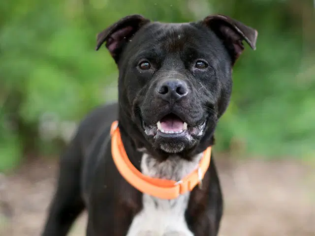 Pete - American Staffordshire Terrier