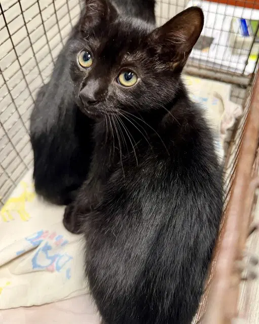 Basil - Domestic Short Hair
