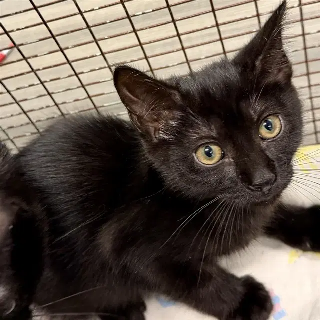 Emerson - Domestic Short Hair