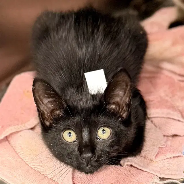 College - Domestic Short Hair