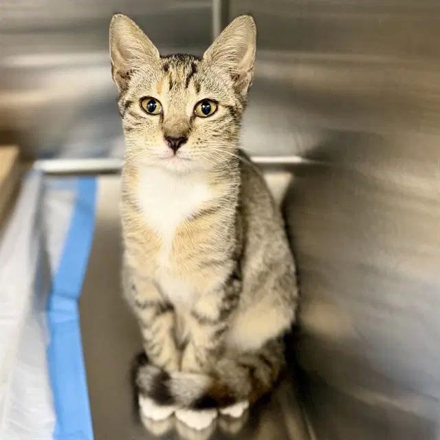 Cheryl - Domestic Short Hair