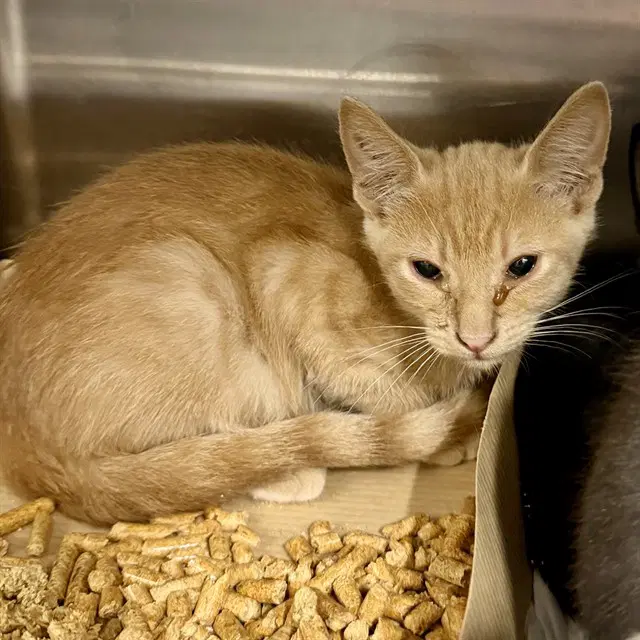 Uno - Domestic Short Hair
