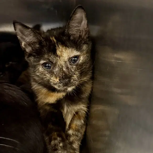 Tres - Domestic Short Hair