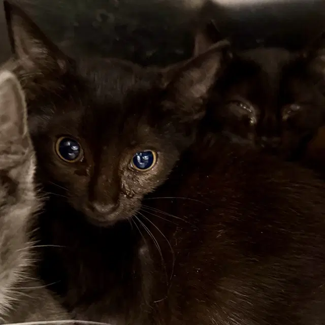 Quatro - Domestic Short Hair