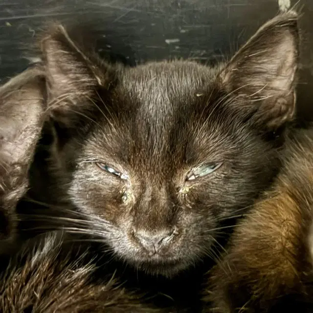 Cinco - Domestic Short Hair