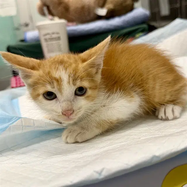 Hobbes - Domestic Short Hair