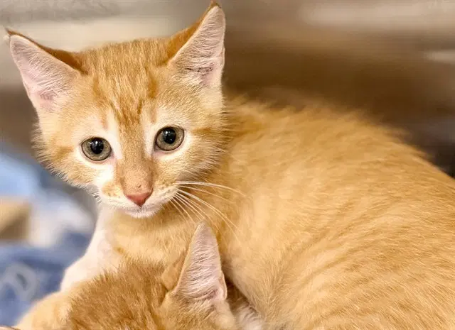 Calvin - Domestic Short Hair