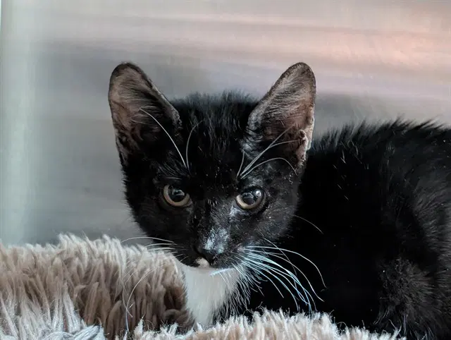 Traffic - Domestic Short Hair