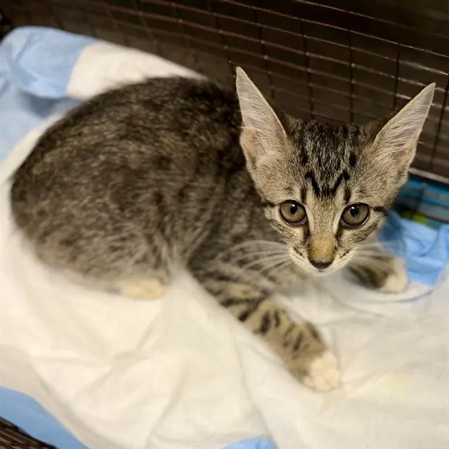 Bandage - Domestic Short Hair
