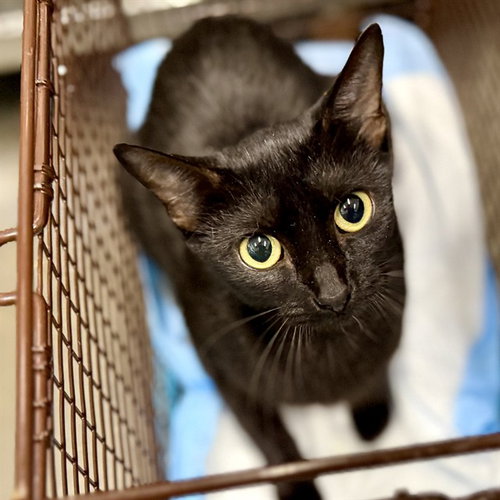 picture of the cat needing adoption