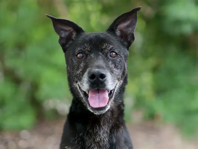 Ledger - Labrador Retriever