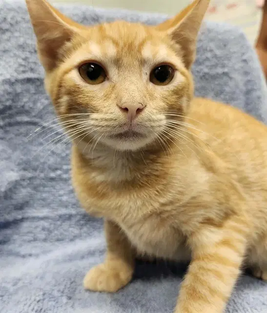 Pumpkin - Domestic Short Hair