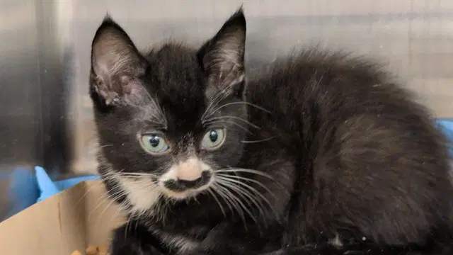 Artisan - Domestic Short Hair