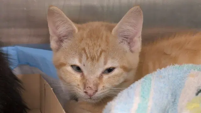 Mason - Domestic Short Hair