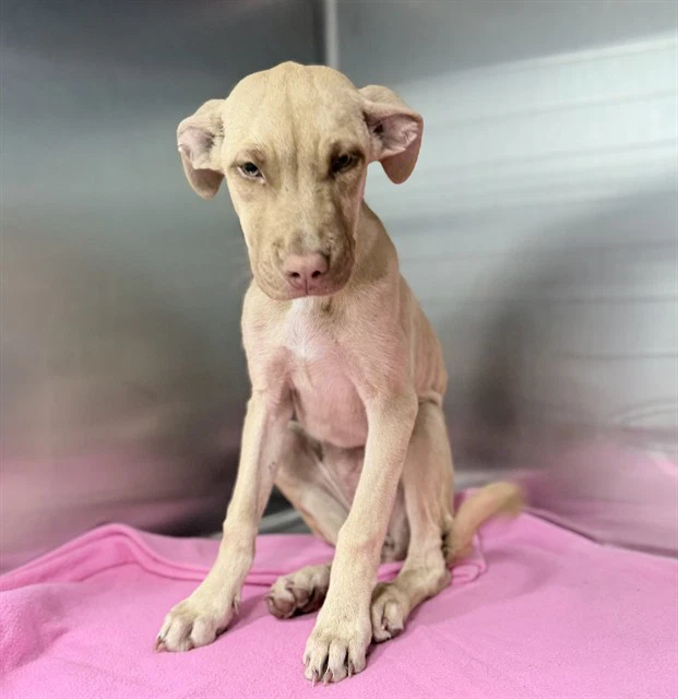 Asana