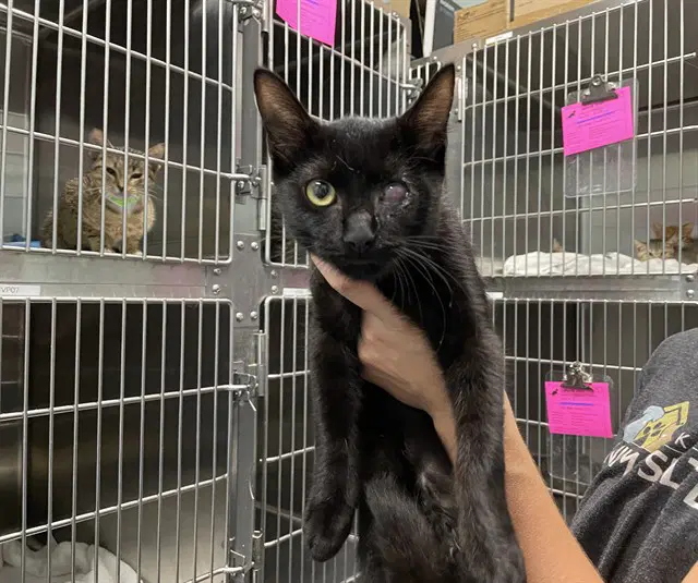 Office Manager - Domestic Short Hair