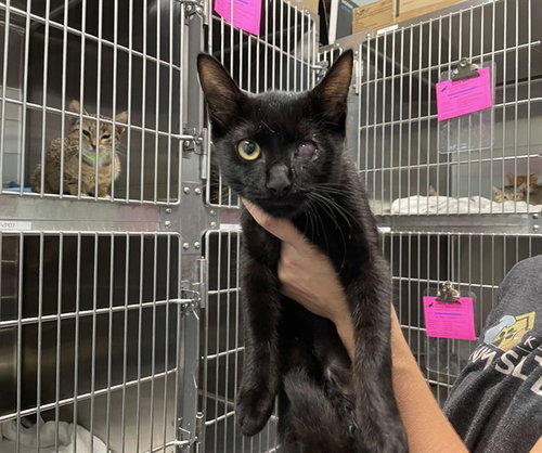 picture of the cat needing adoption