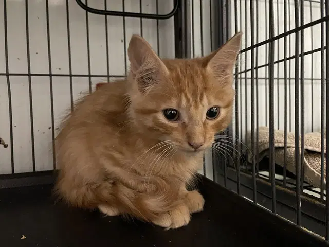 Fmla - Domestic Medium Hair