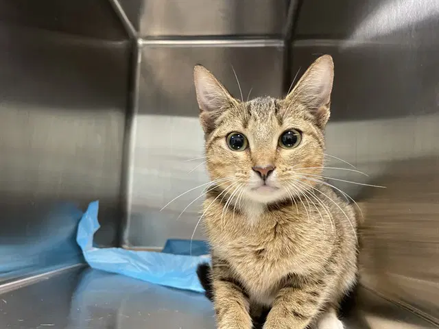 Osha - Domestic Short Hair