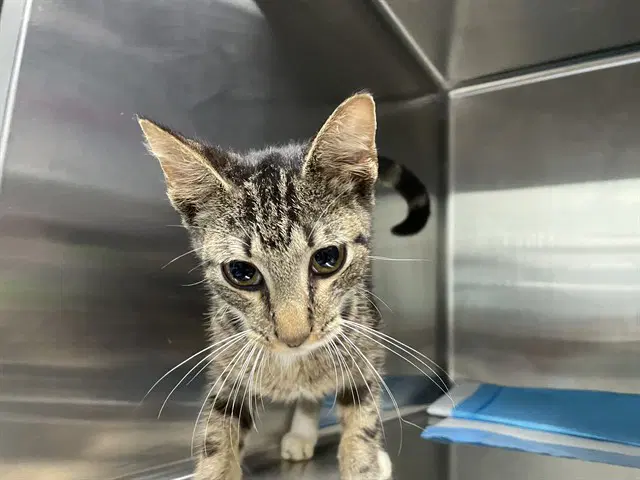 Hr - Domestic Short Hair