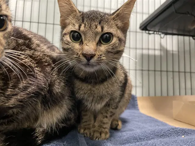 Compliance - Domestic Short Hair
