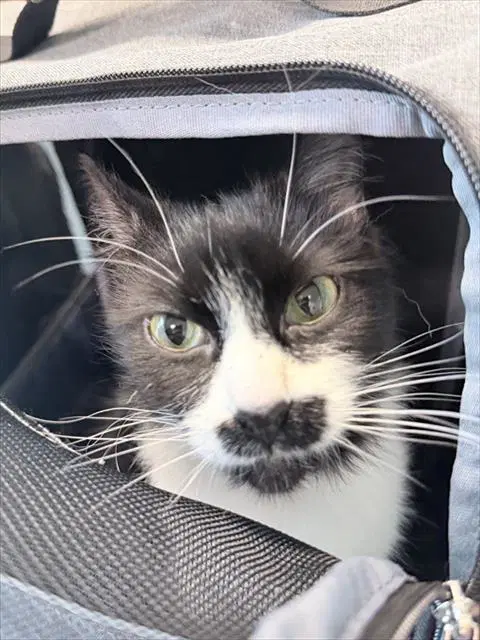 Mama - Domestic Short Hair