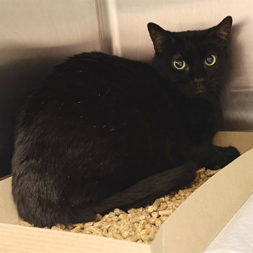 picture of the cat needing adoption
