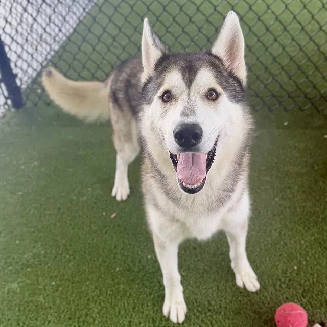 Wave - Siberian Husky
