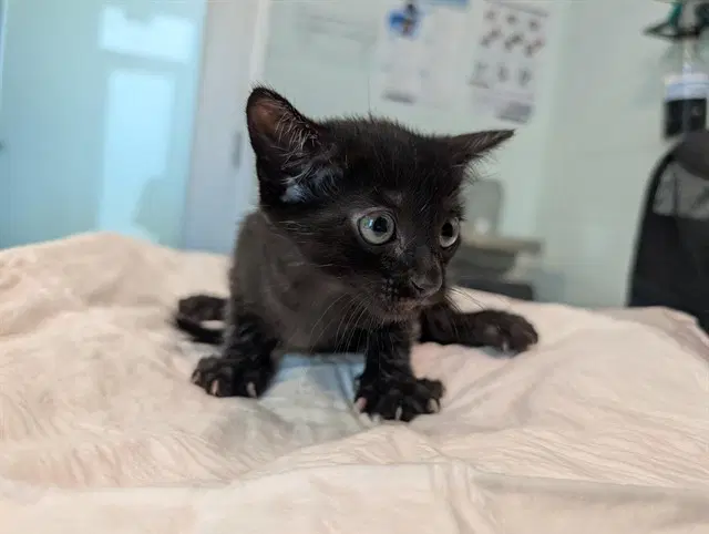 Warehouse Supervisor - Domestic Short Hair