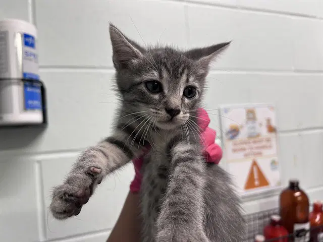 Forklift - Domestic Short Hair