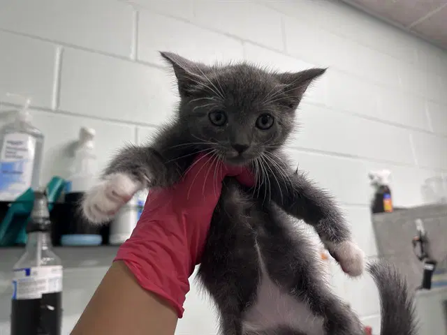 Dock Worker - Domestic Short Hair