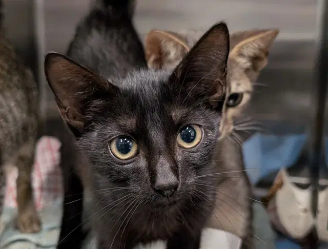 Harper - Domestic Short Hair