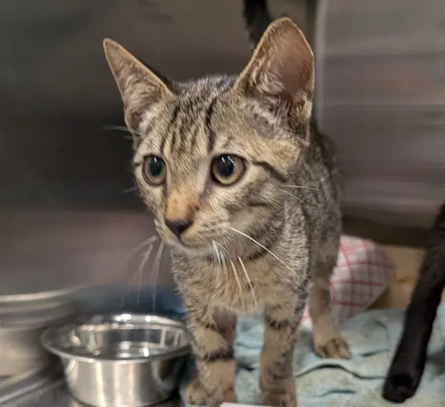 Carter - Domestic Short Hair