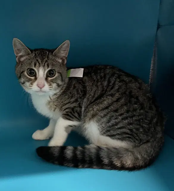 Susan - Domestic Short Hair