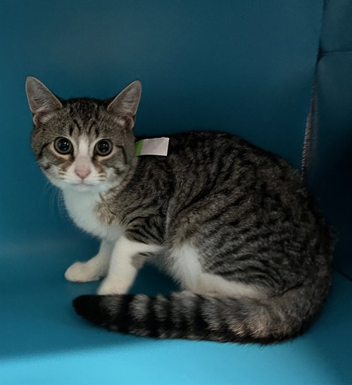 SUSAN, a cat for adoption from Lake County Animal Services