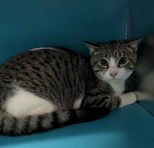 Borris - Domestic Short Hair