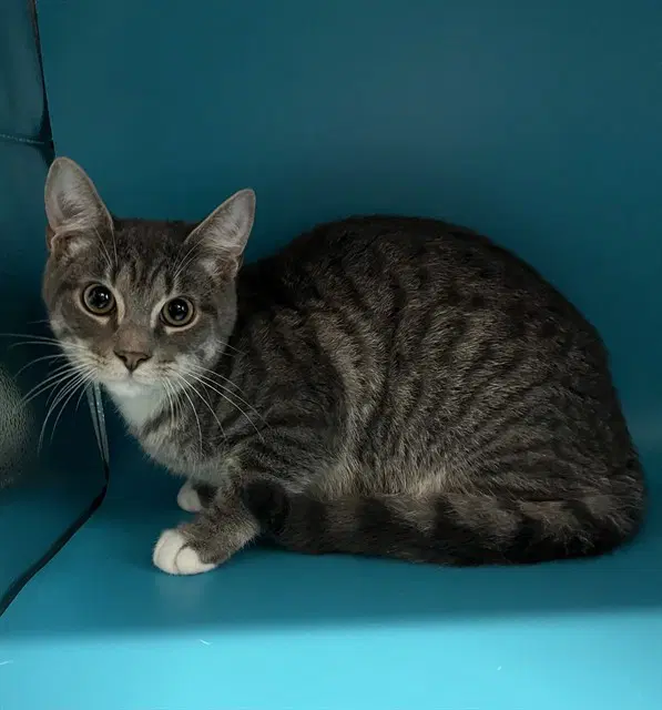 Bud - Domestic Short Hair