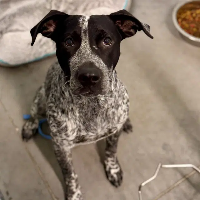 Rookie - Australian Cattle Dog/Blue Heeler
