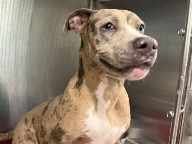 Welder - Staffordshire Bull Terrier